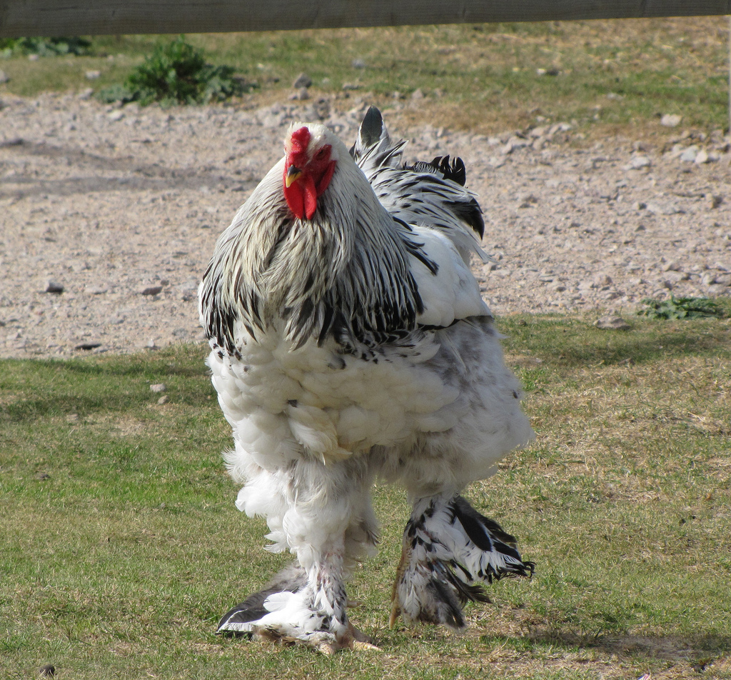 Brahma Chicken. Giant Brahma Global Most Popular Chicken. Stock Photo -  Image of breed, brahma: 220422468
