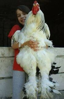 giant white chicken breed