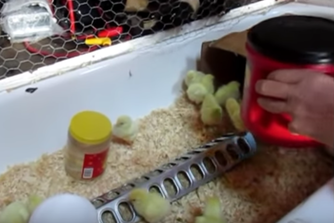 Baby Chicks Warm Without Electricity