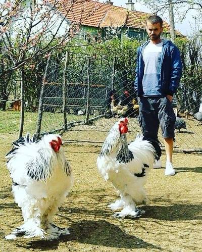 Giant Brahma roosters 