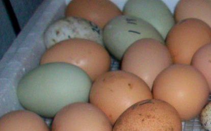 Blue MARAN Fertile Hatching Eggs X 6 For Incubator Smallholding Farming Garden