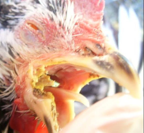 Moniliasis (Thrush) In Chickens-Guide 