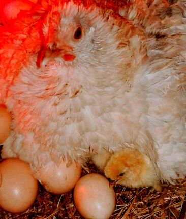 Solar Dancing Chicken Chick Hatch egg