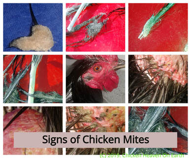 How To Tell If Your Chickens Or Other Birds Have Mites Or Lice
