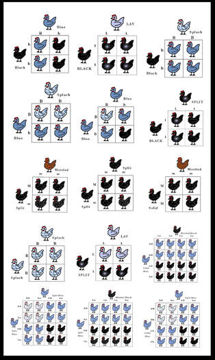 Silkie Chicken Colors Chart