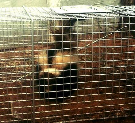 How to get a skunk out of a live trap Skunks How To Keep Them Away From Your Chicken Coop Chicken Predators Chicken Heaven On Earth